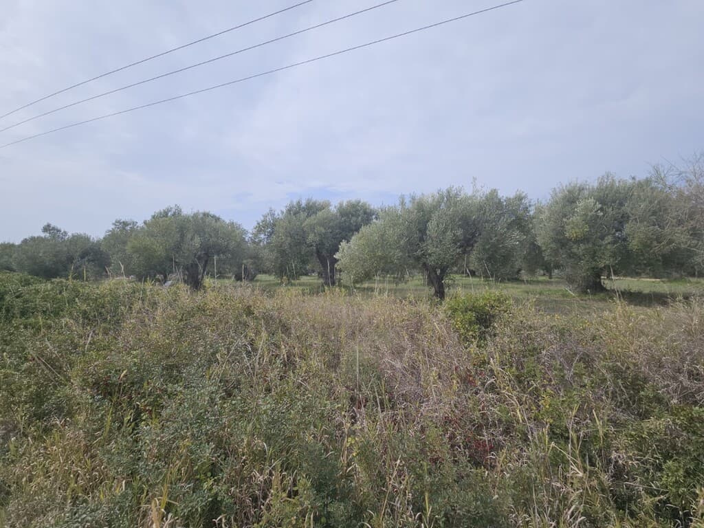 For Sale Land 5100 m² in Kassandra, Chalkidiki