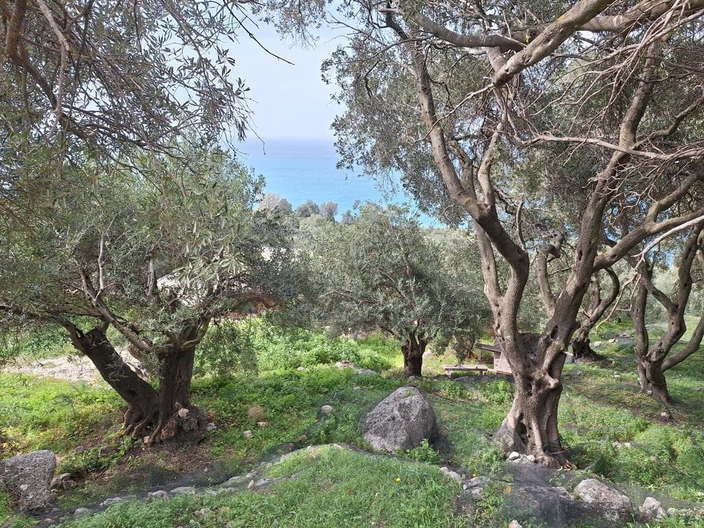 For Sale Land 980 m² in Corfu