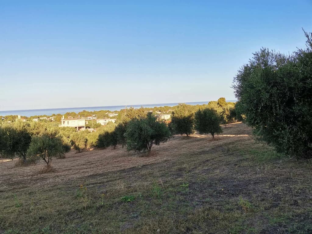 For Sale Land 6253 m² in Peloponnese