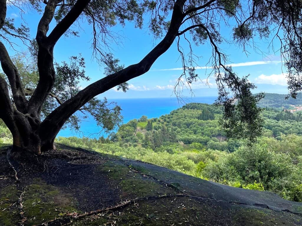 For Sale Land 4337 m² in Corfu
