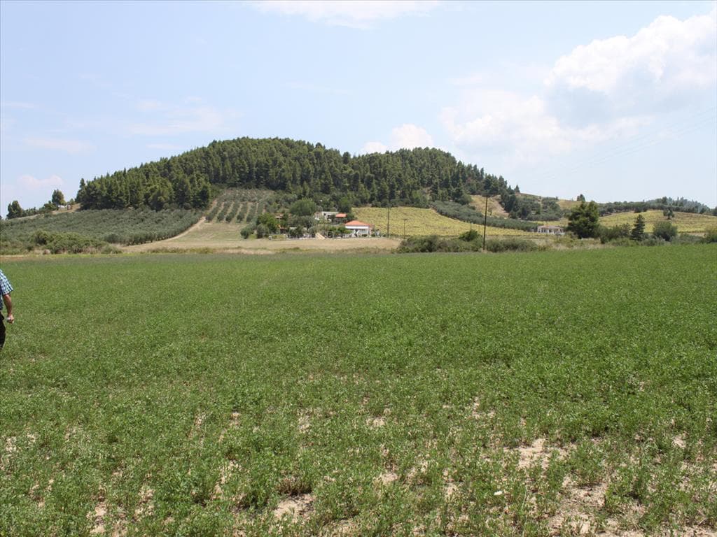 For Sale Land 8000 m² in Kassandra, Chalkidiki