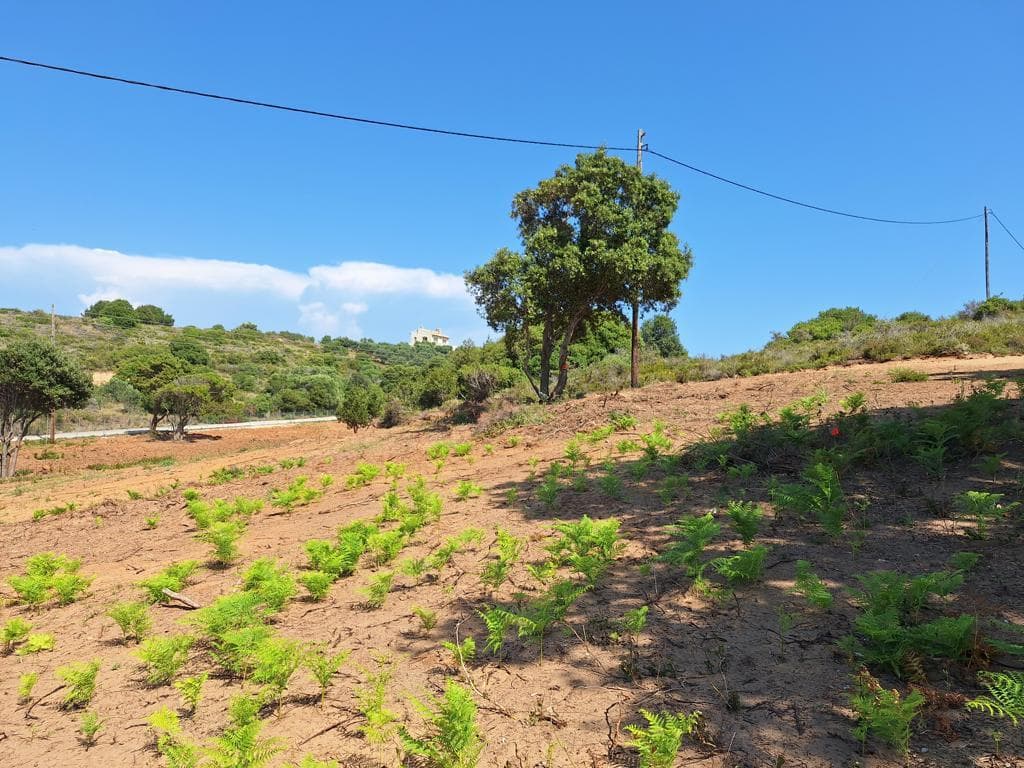 For Sale Land 5121 m² in Corfu