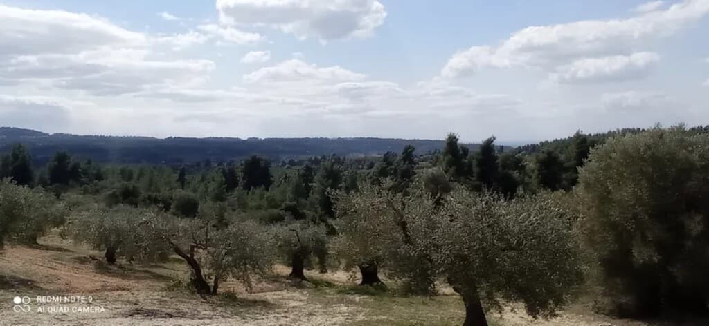 For Sale Land 10000 m² in Kassandra, Chalkidiki