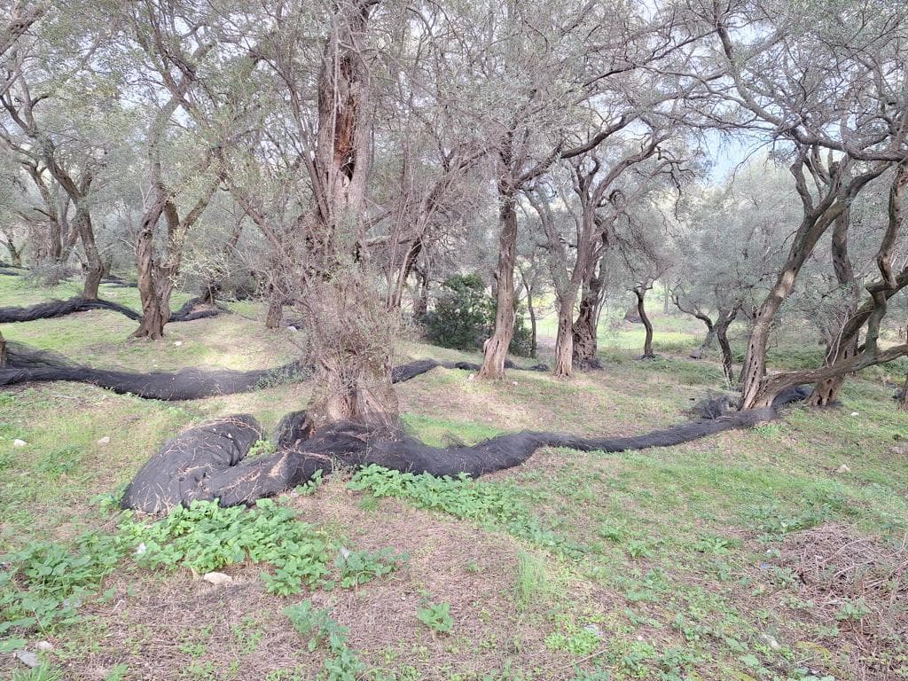 For Sale Land 2300 m² in Corfu