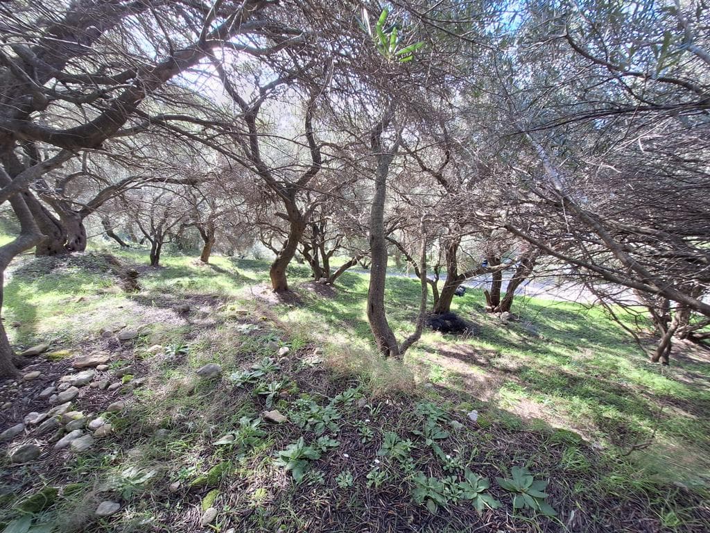 For Sale Land 5565 m² in Corfu