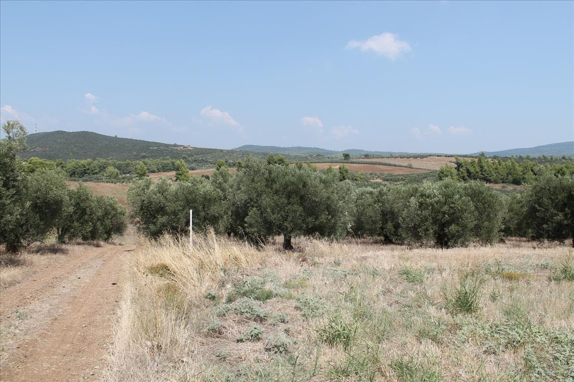 For Sale Land 6915 m² in Sithonia, Chalkidiki