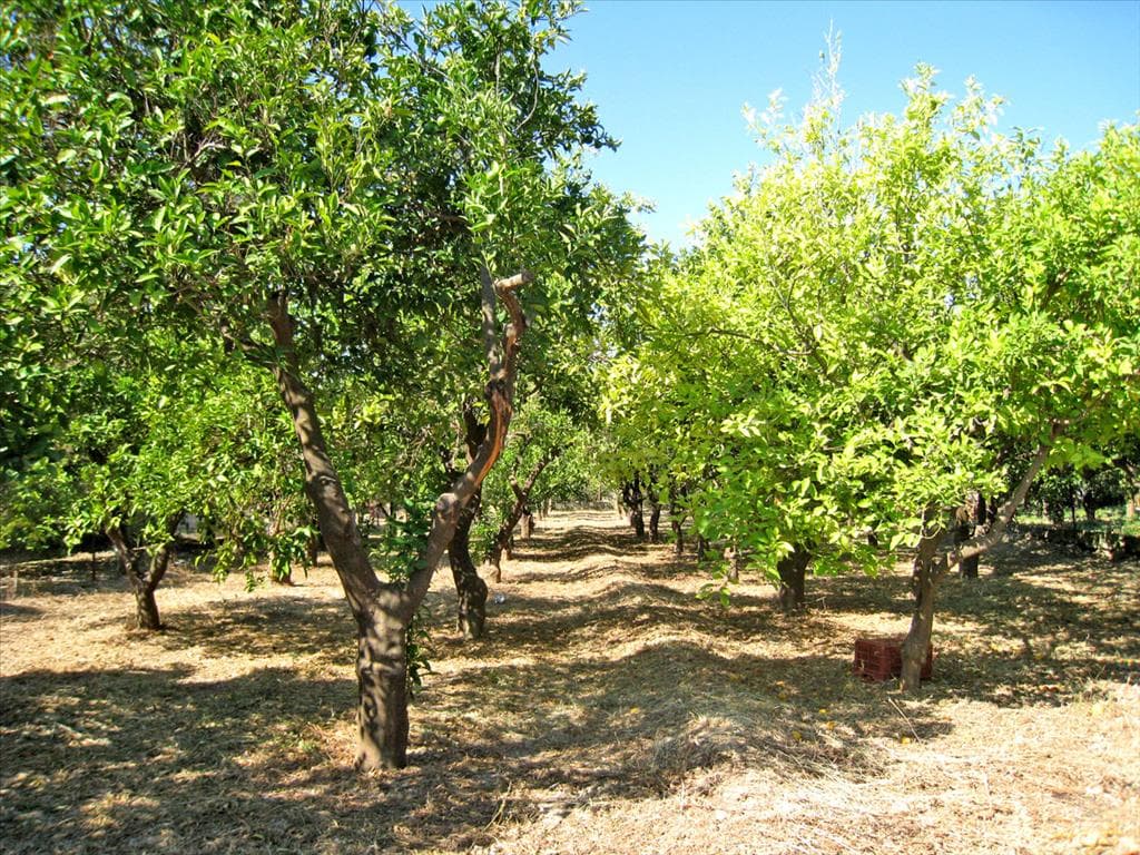 For Sale Land 782 m² in Eastern Peloponnese
