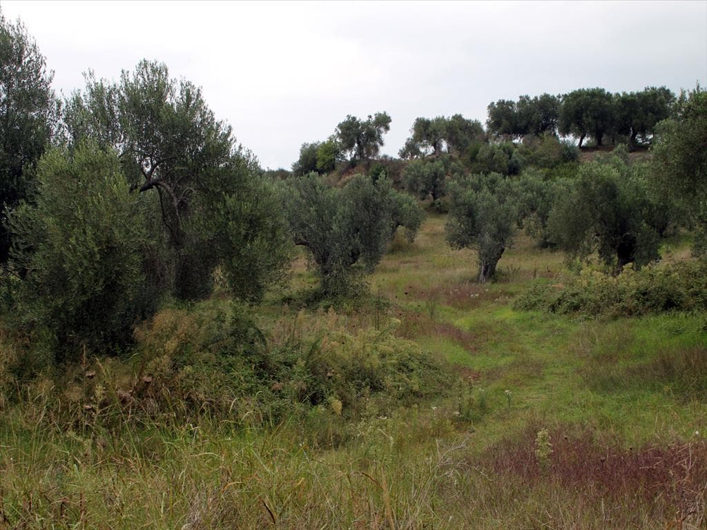 For Sale Land 18237 m² in Kassandra, Chalkidiki