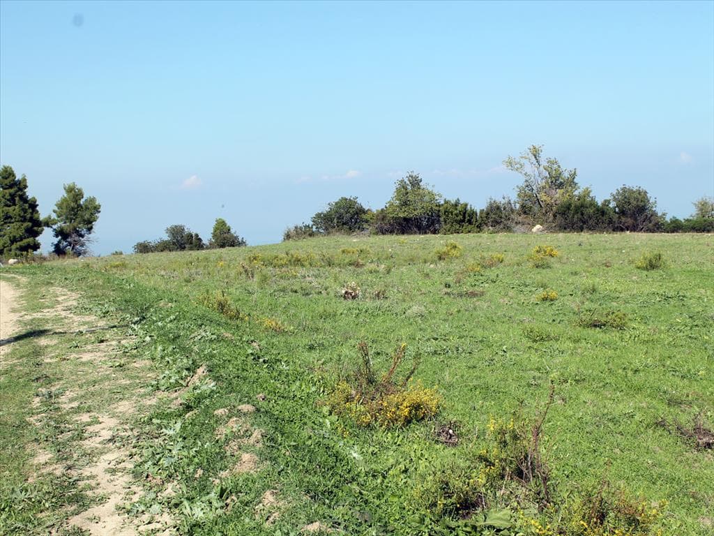 For Sale Land 7000 m² in Kassandra, Chalkidiki