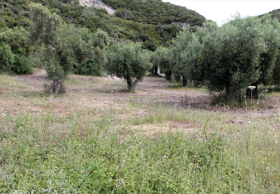 For Sale Land 9000 m² in Athos, Chalkidiki