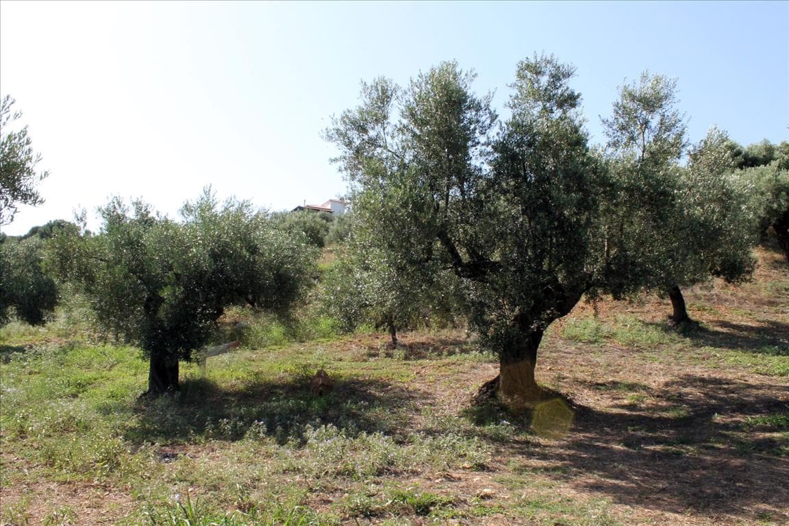 For Sale Land 2500 m² in Sithonia, Chalkidiki