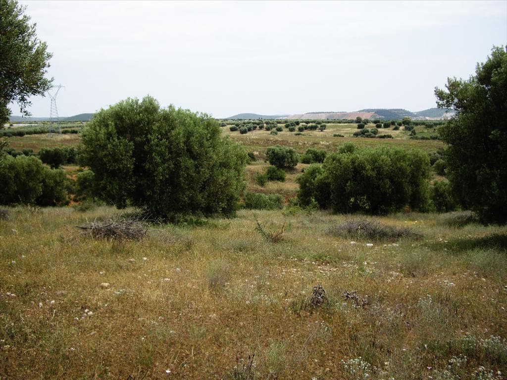 For Sale Land 59063 m² in Sithonia, Chalkidiki