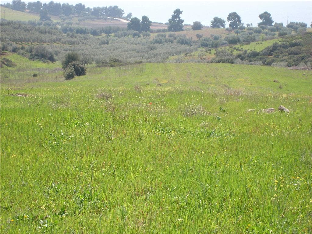 For Sale Land 4500 m² in Sithonia, Chalkidiki
