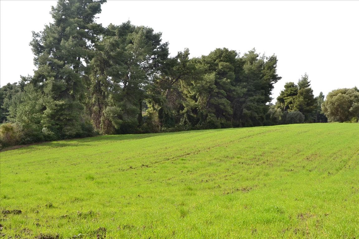 For Sale Land 6750 m² in Kassandra, Chalkidiki