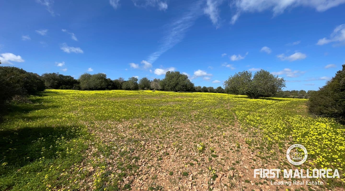 Spacious Plot with Panoramic Views near Manacor