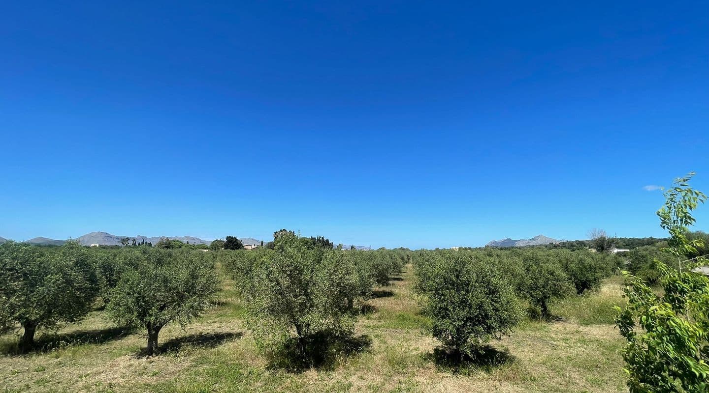 Rustic Plot with Construction Licence in Scenic Alcúdia