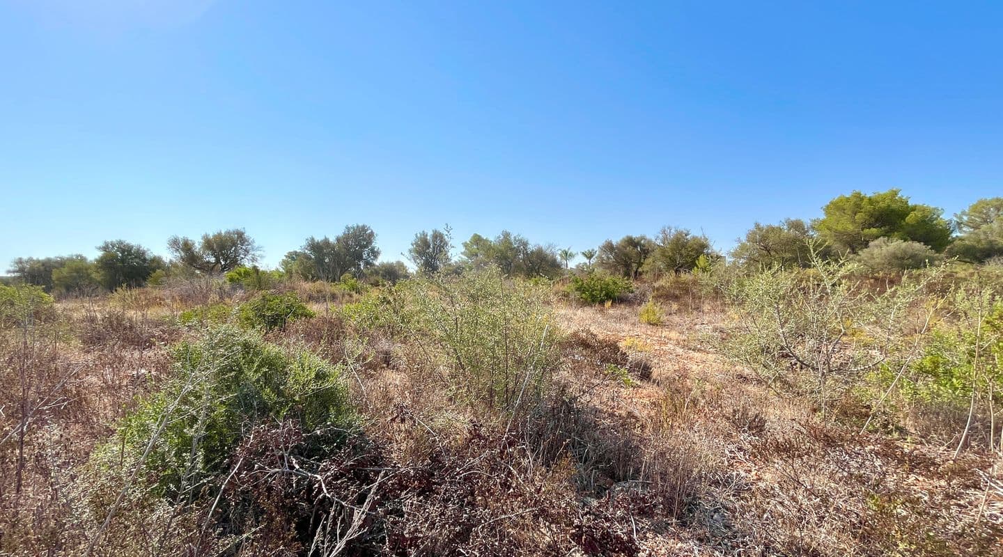 Expansive Buildable Plot in Exclusive Son Gual II